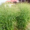 Panicum Strictus